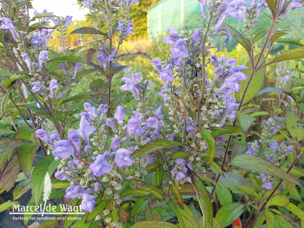 Scutellaria incana