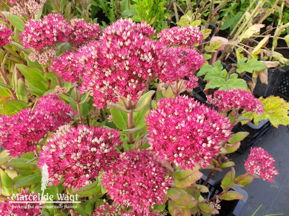 Sedum Class Act