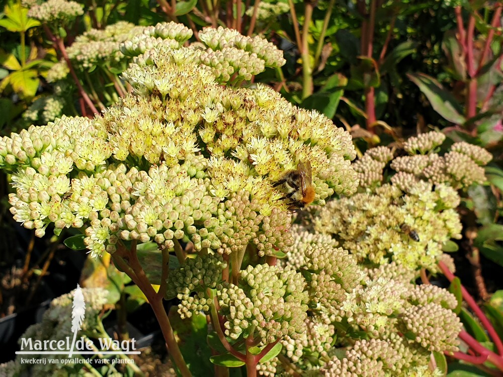 Sedum Gooseberry Fool