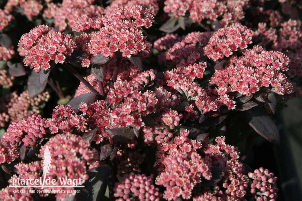 Sedum Karfunkelstein