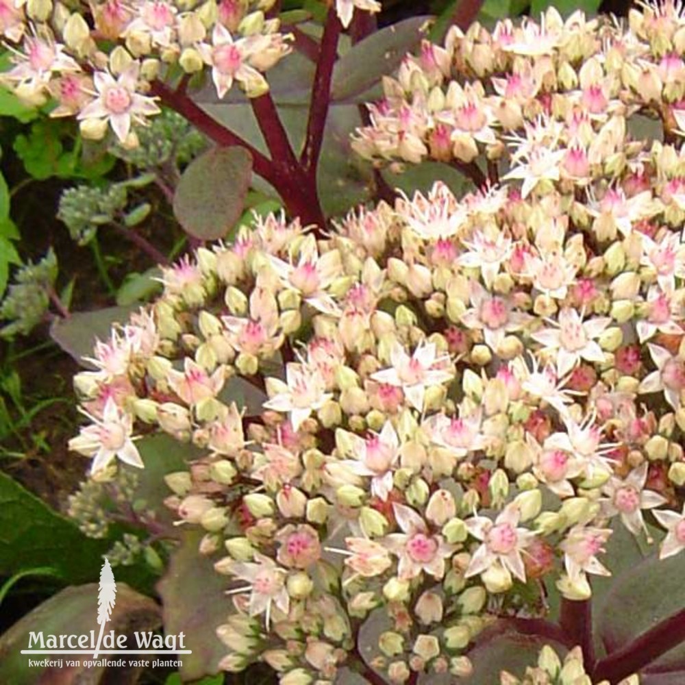 Sedum Matrona