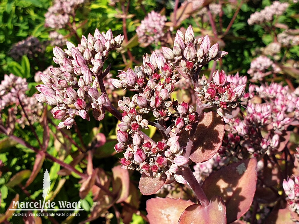 Sedum Pillow Talk