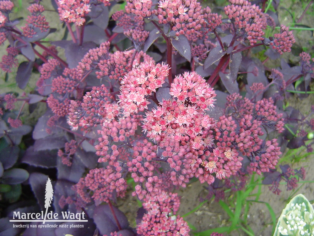 Sedum Purple Emperor