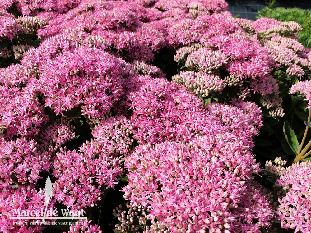 Sedum spectabile Septemberglut