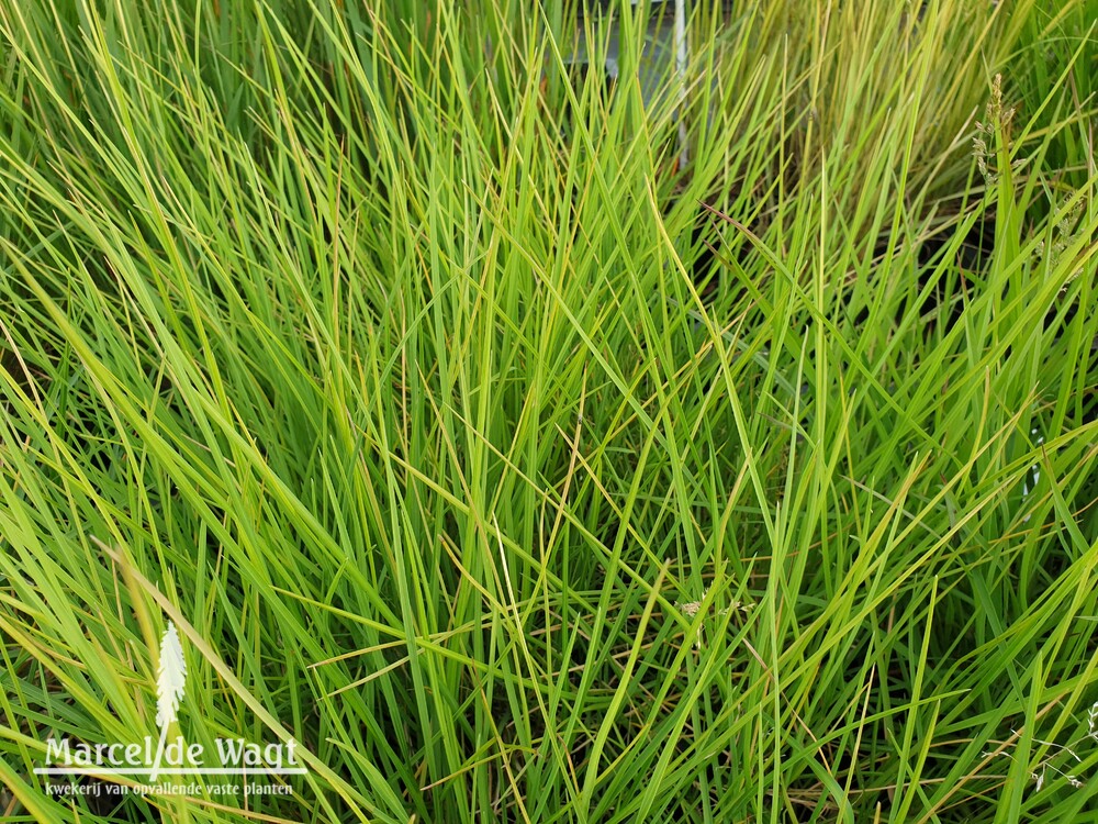 Sesleria autumnalis