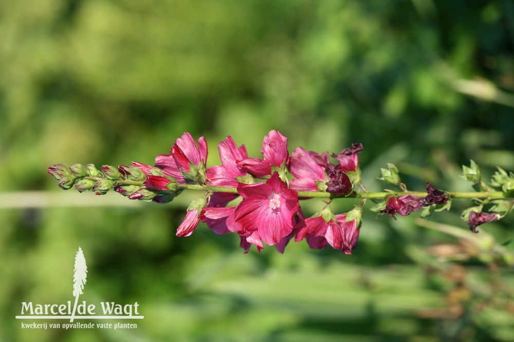 Sidalcea Wine Red