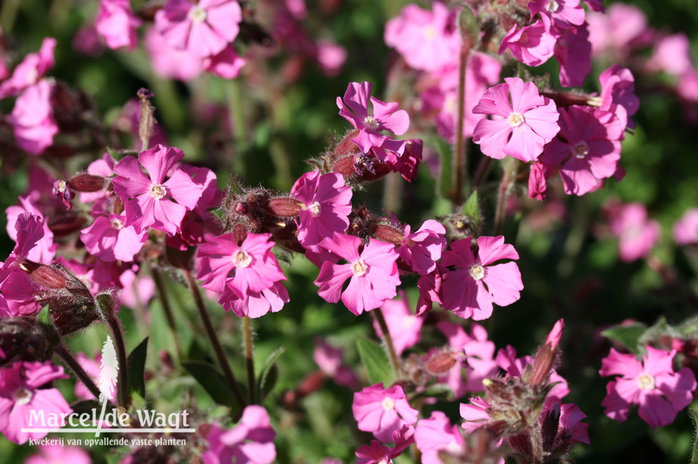 Silene Rollies Favourite