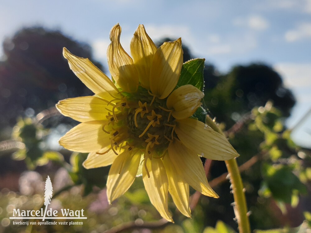 Silphium mohrii