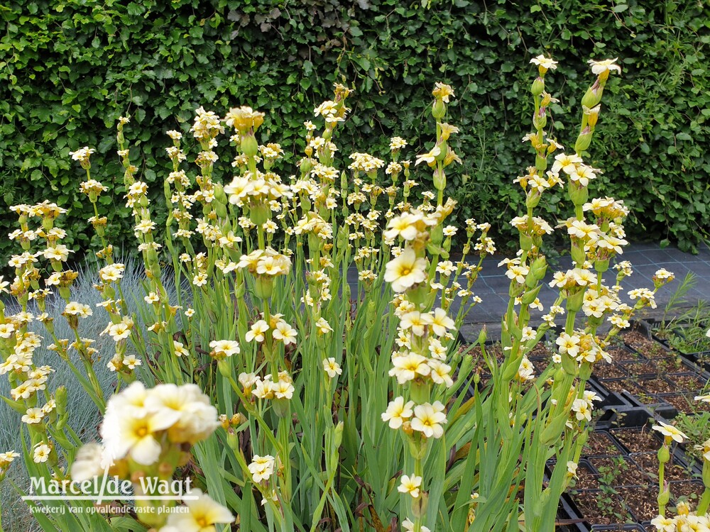 Sisyrinchium striatum