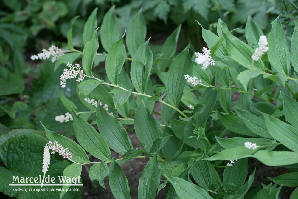 Smilacina racemosa