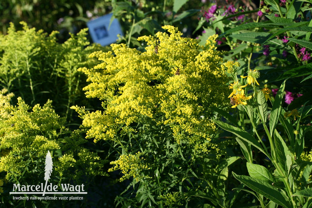 Solidago Loysder Crown