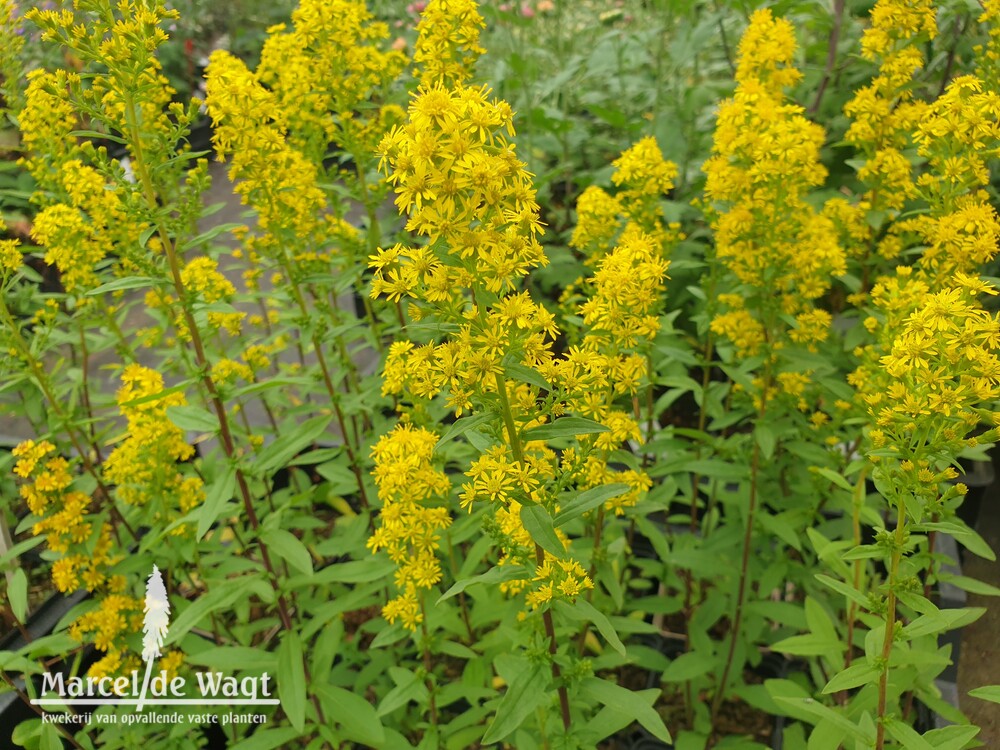 Solidago roanensis
