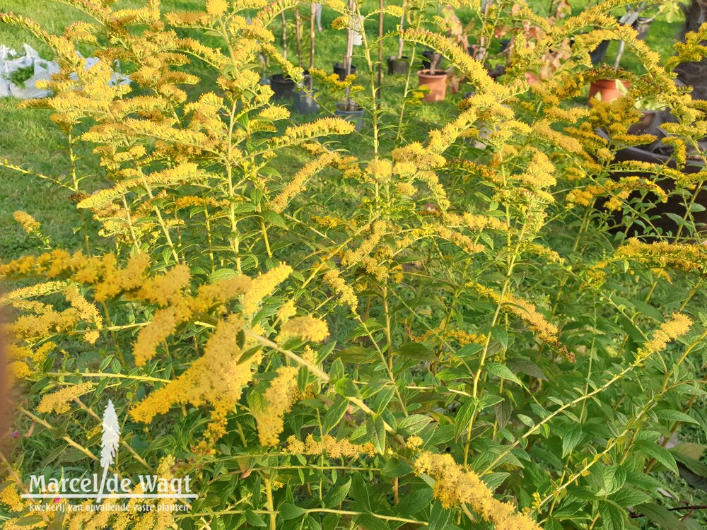 Solidago rugosa Fireworks