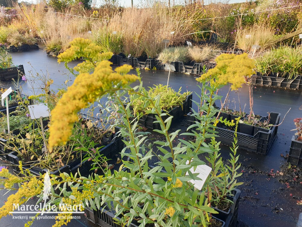 Solidago shortii Solar Cascade