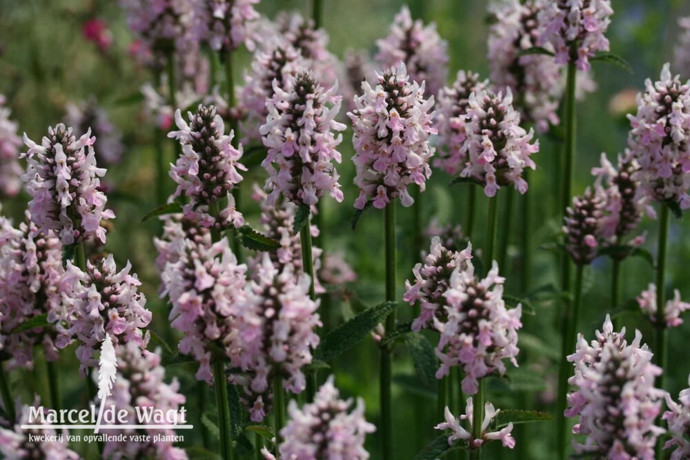 Stachys macrantha roseum
