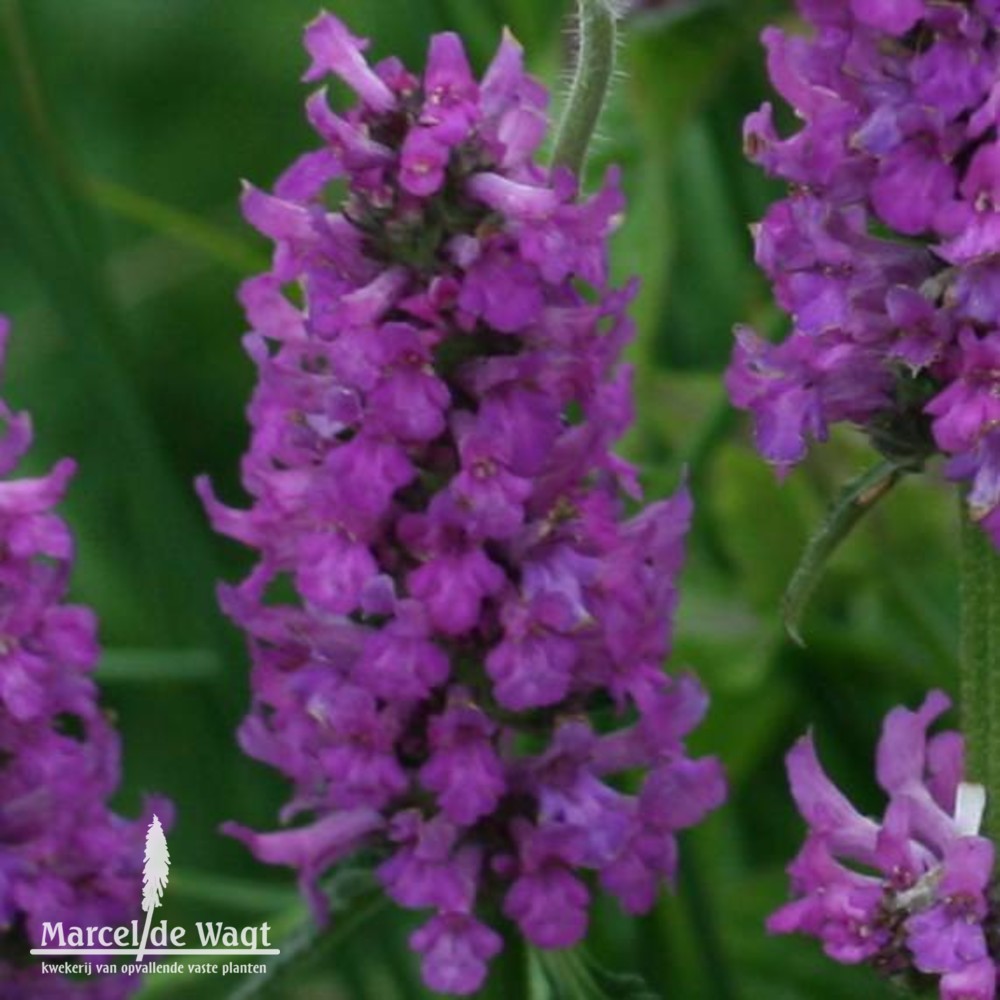 Stachys monieri Hummelo