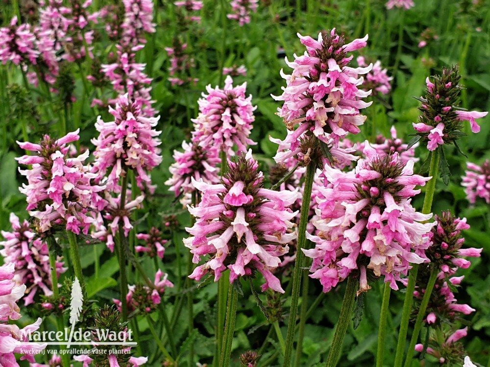 Stachys officinalis Saharan Pink