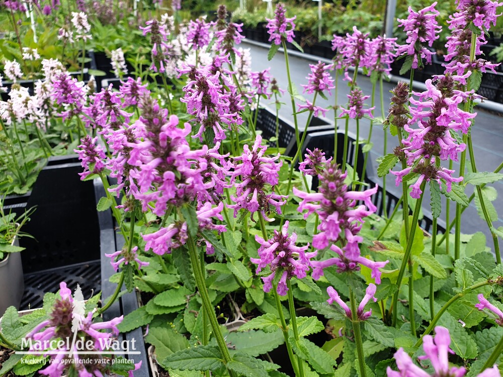 Stachys officinalis Summer Grapes