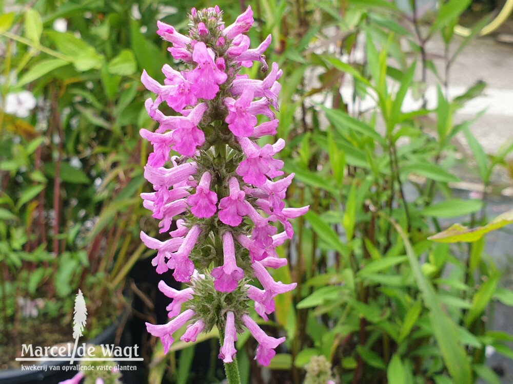 Stachys officinalis Summer Romance