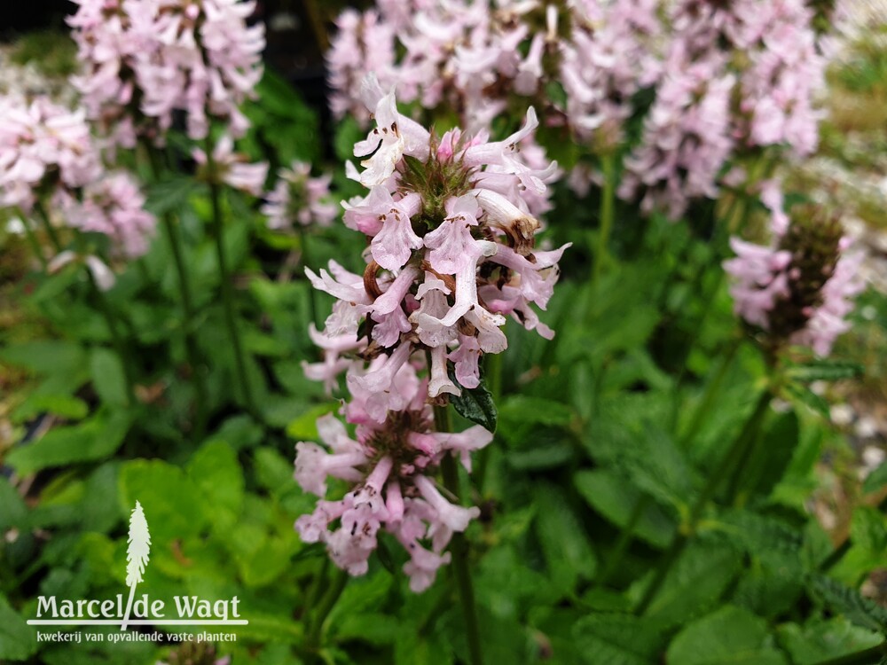 Stachys officinalis Summer Sweets