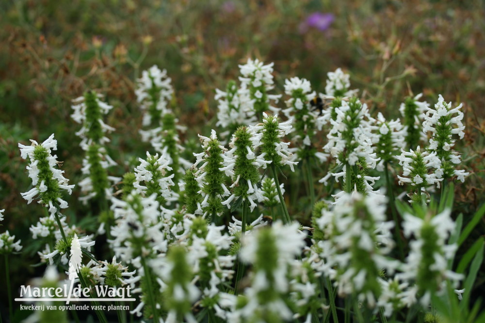 Stachys officinalis Wisley White