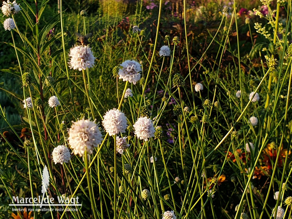 Succisella inflexa Frosted Pearls