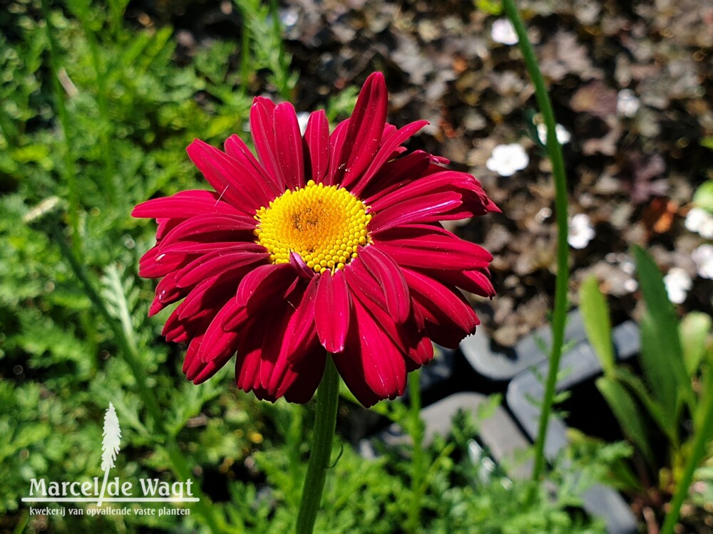Tanacetum coccineum James Kelway
