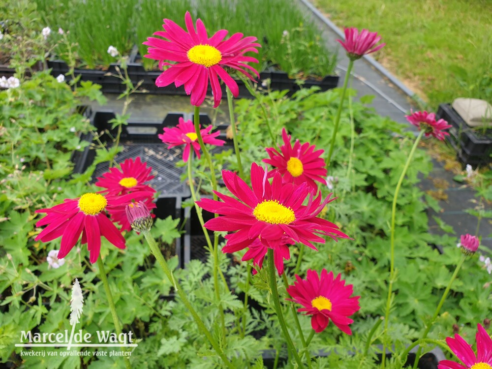 Tanacetum coccineum Robinson's Red