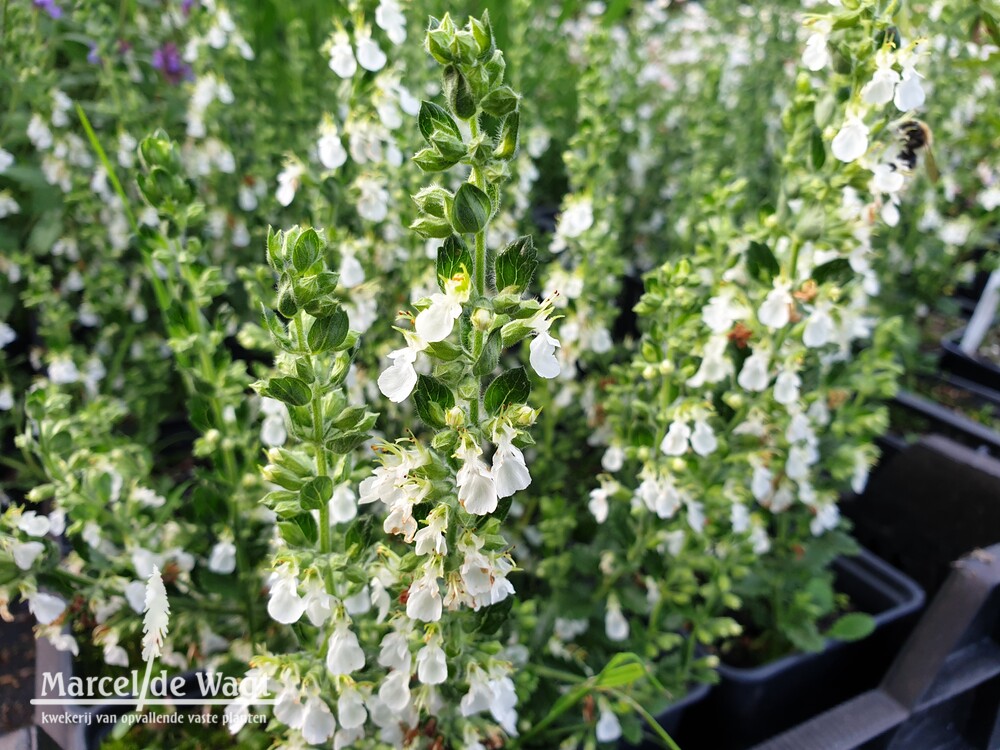 Teucrium chamaedrys Alba