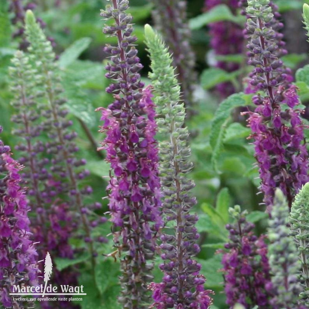 Teucrium hyrcanicum