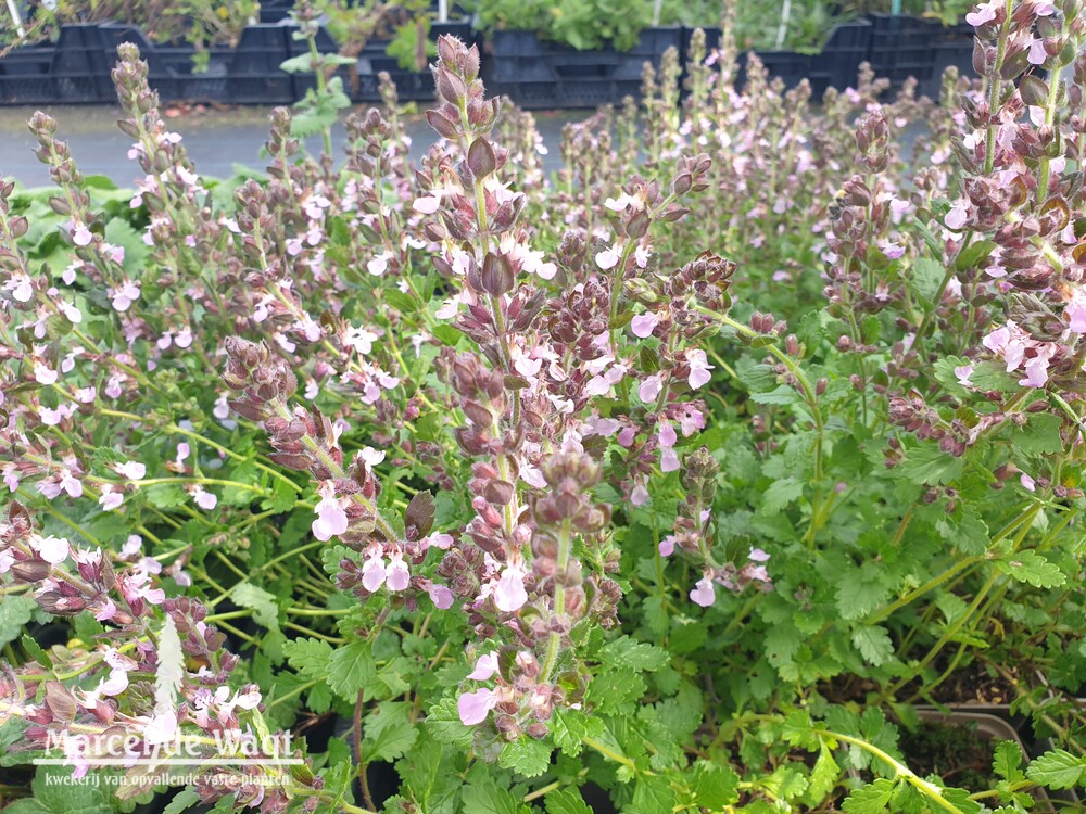 Teucrium x lucidrys Pain de Sucre