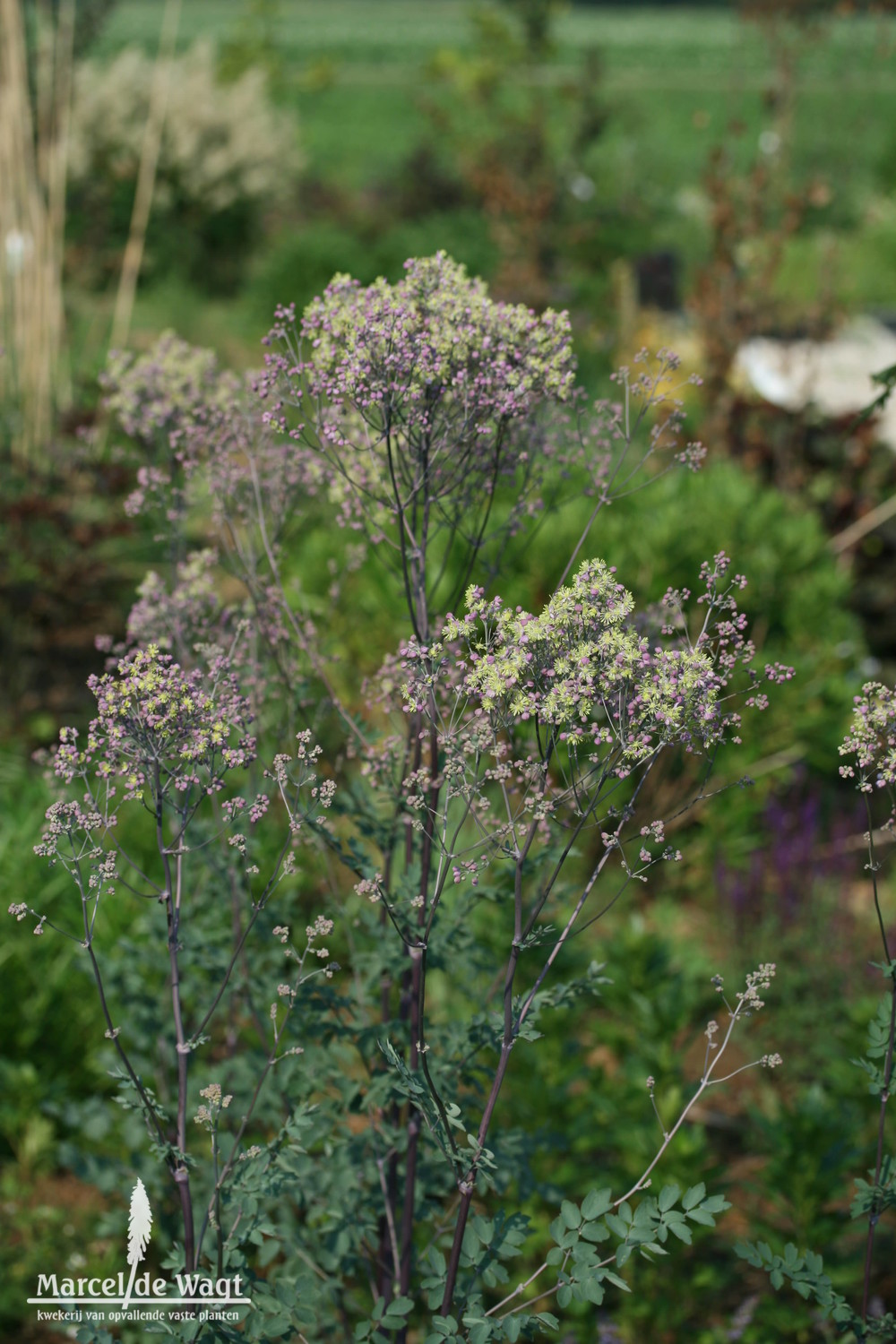 Thalictrum Anne