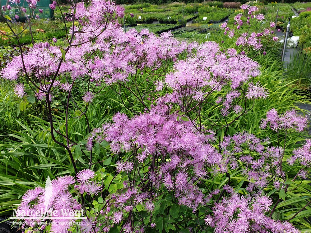 Thalictrum aquilegifolium The Cloud