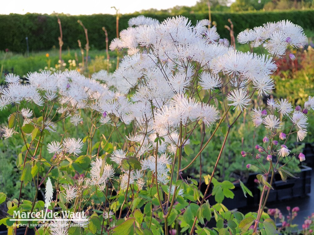 Thalictrum aquilegifolium White Cloud