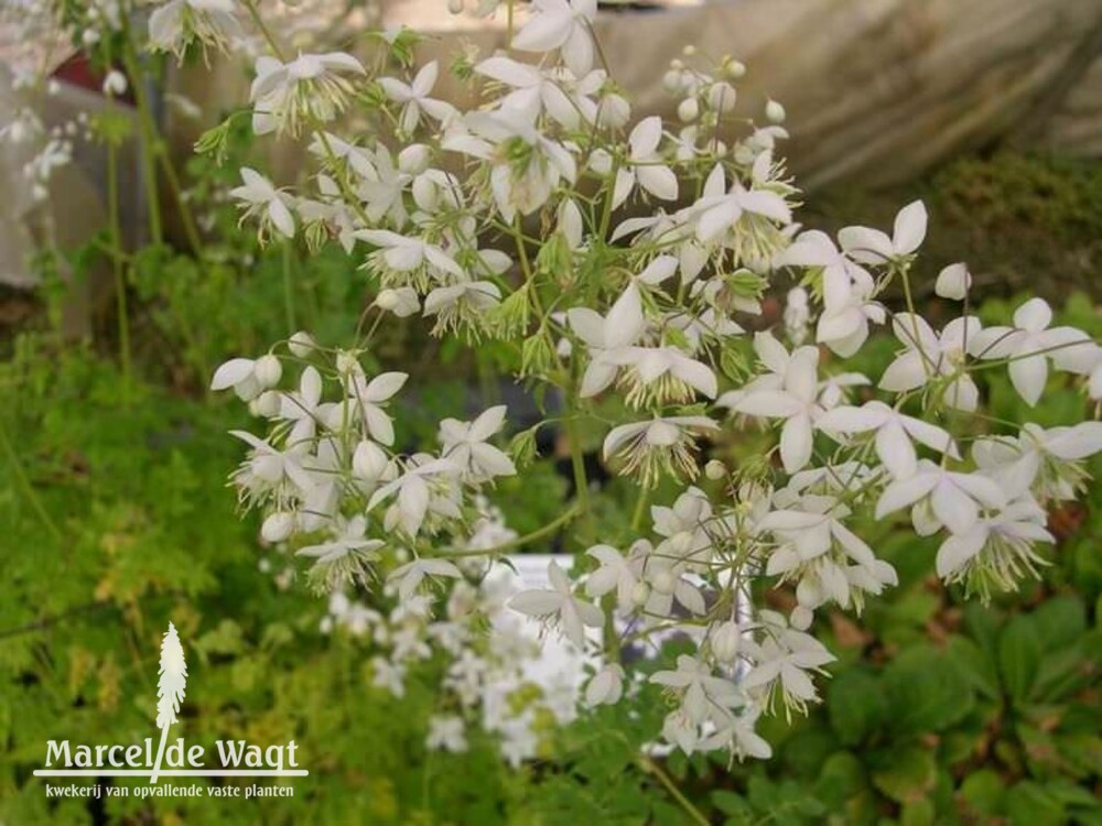 Thalictrum delavayi Album