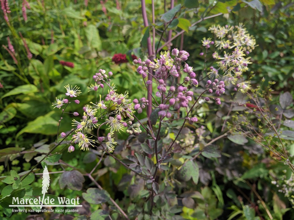 Thalictrum delavayi Ankum