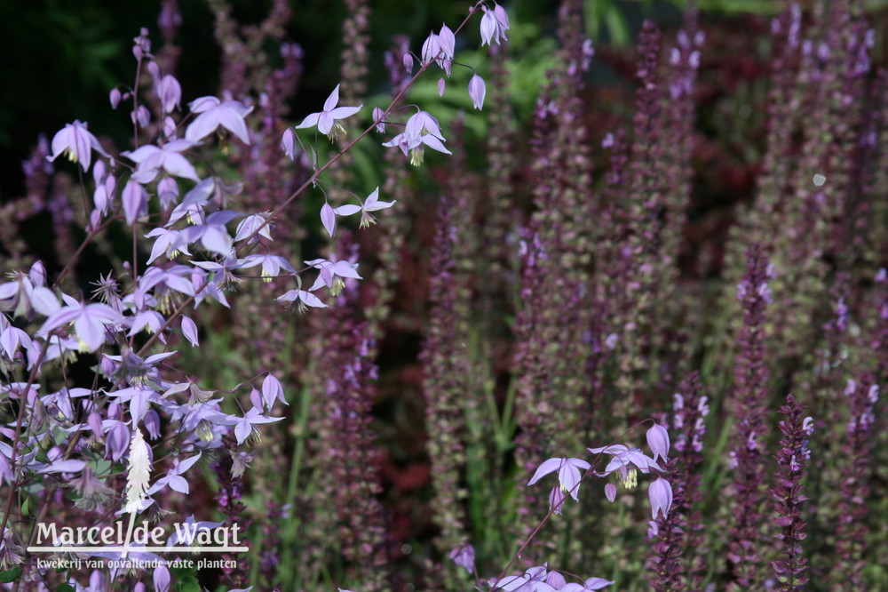 Thalictrum delavayi hinckleyi