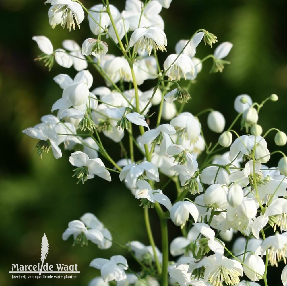 Thalictrum delavayi Splendide White