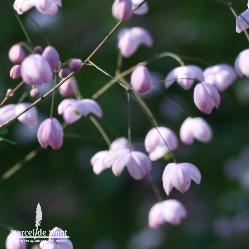 Thalictrum delavayi Splendide