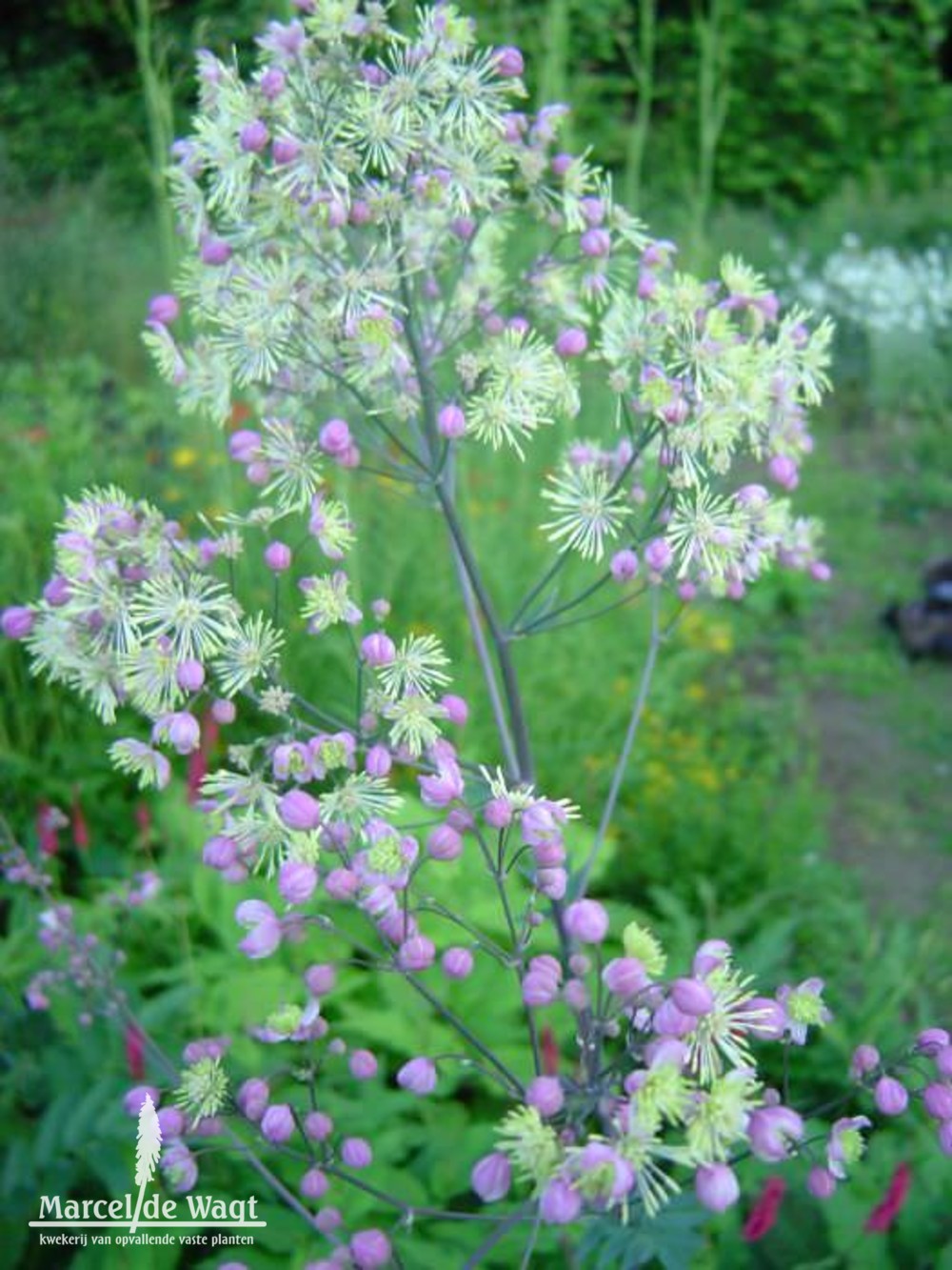 Thalictrum Elin