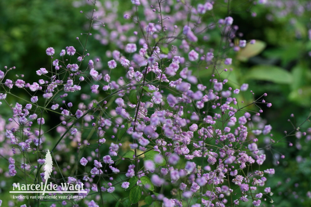 Thalictrum Hewitt's Double