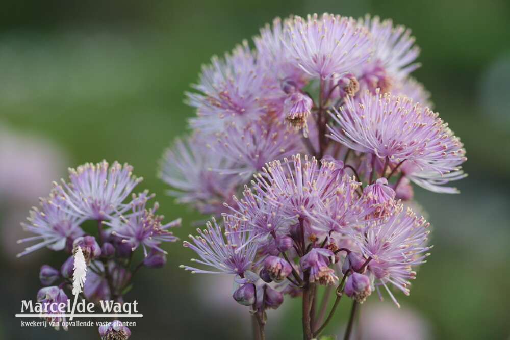 Thalictrum Nimbus Pink