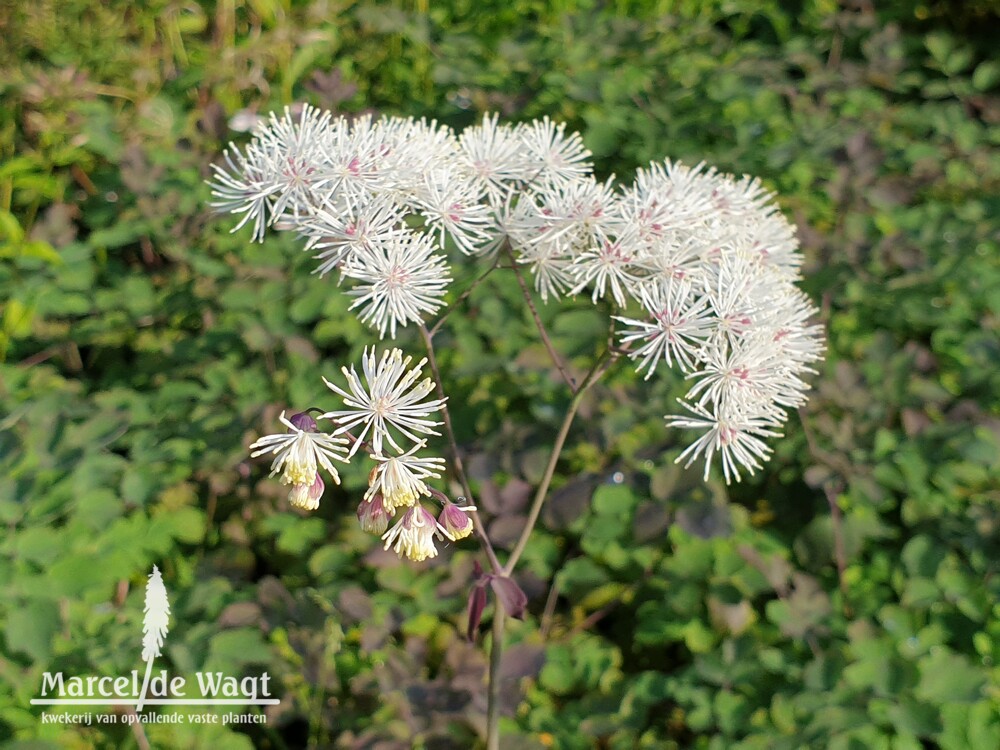 Thalictrum petaloidum Ghent Ebony