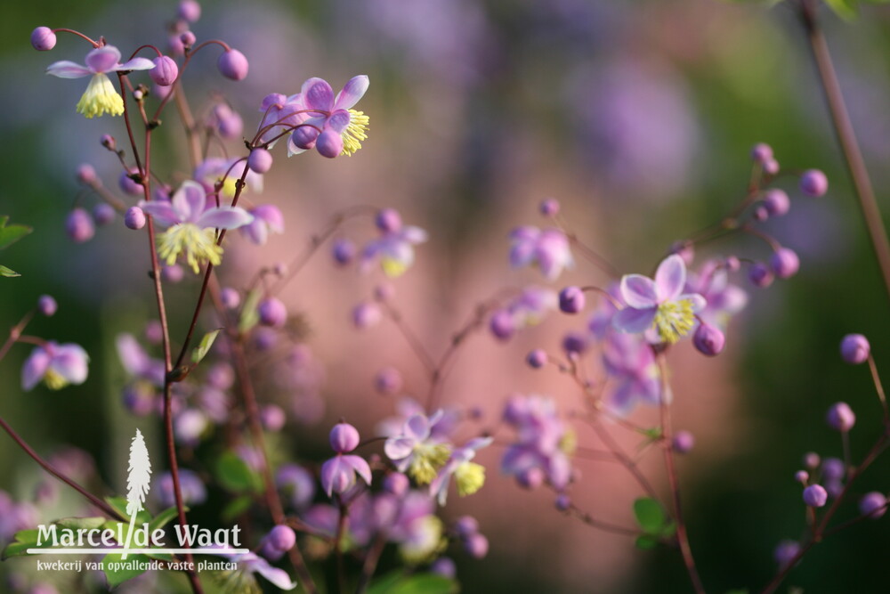 Thalictrum rochebrunnianum grandisepalum