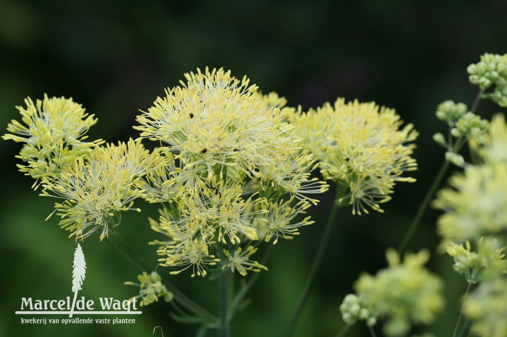 Thalictrum sphaerostachyum