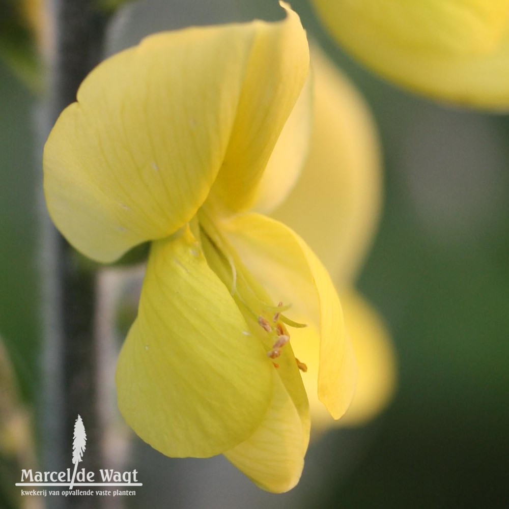 Thermopsis chinensis