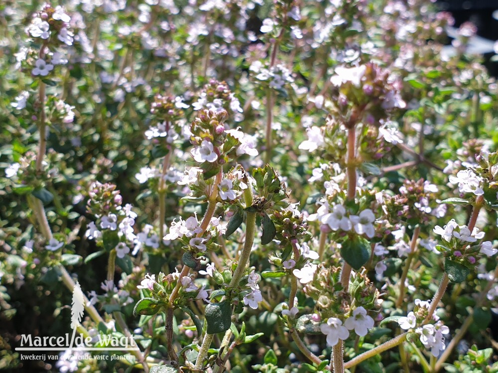 Thymus vulgaris x citriodorus Lammefjord
