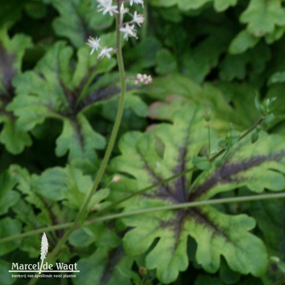 Tiarella Iron Butterfly