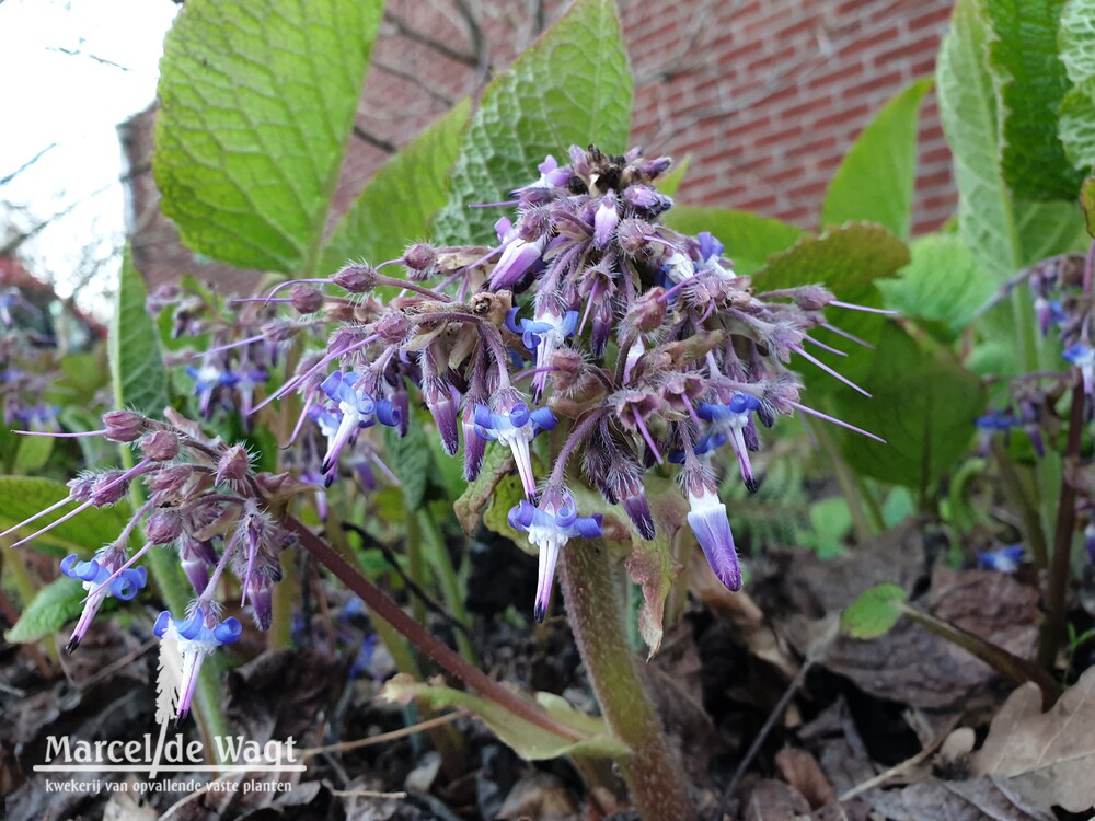 Trachystemon orientalis