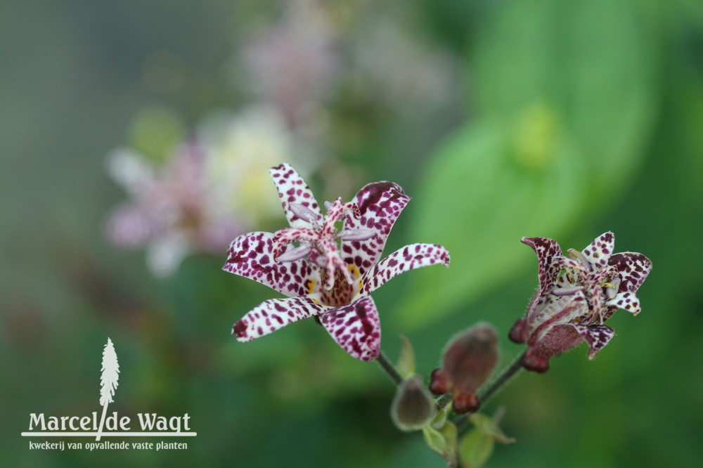 Tricyrtis formosana Dark Beauty